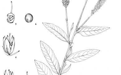 Celosia argentea L. 青葙