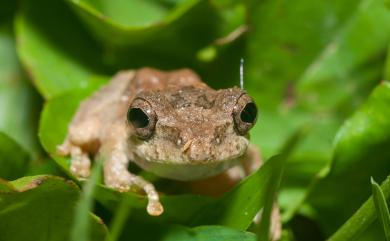 Kurixalus idiootocus (Kuramoto & Wang, 1987) 面天樹蛙