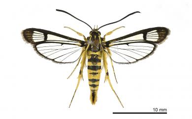 Paranthrenella helvola Liang & Hsu, 2019 黃擬蜂透翅蛾