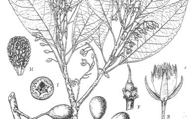 Elaeocarpus sphaericus var. hayatae 球果杜英