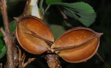 Paulownia taiwaniana 臺灣泡桐