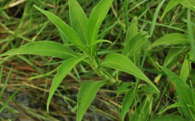 Persicaria pulchra (Blume) Soják 絨毛蓼