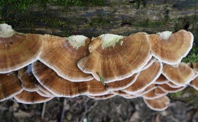 Trametes Fr. 栓菌屬