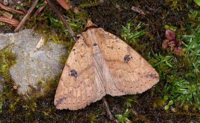 Xylostola indistincta (Moore, 1882) 矇紋夜蛾