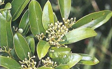 Cryptocarya elliptifolia Merr. 菲律賓厚殼桂