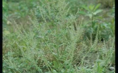 Salvia plebeia 節毛鼠尾草