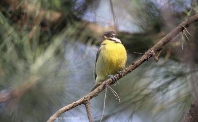 Periparus venustulus (Swinhoe, 1870) 黃腹山雀