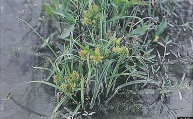 Cyperus pilosus 毛軸莎草