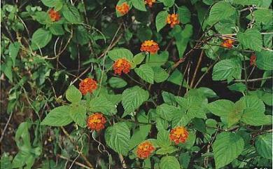 Lantana camara L. 馬纓丹