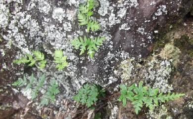 Aleuritopteris henryi (Christ) Fay W.Li 亨氏擬旱蕨