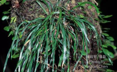 Haplopteris anguste-elongata (Hayata) E.H.Crane 姬書帶蕨