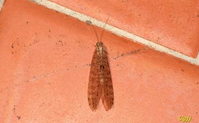 Spilosmylus tuberculatus (Walker, 1853) 小點翼蛉