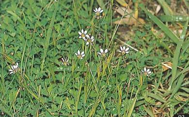 Sisyrinchium atlanticum 庭菖蒲