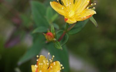 Hypericum nagasawae Hayata 玉山金絲桃