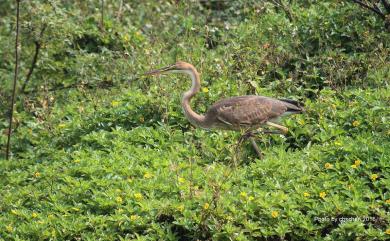 Ardea purpurea manilensis 紫鷺