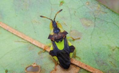 Amblythyreus esakii Maa & Lin, 1956 山菱瘤蝽