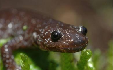 Hynobius fucus Lai & Lue, 2008 觀霧山椒魚