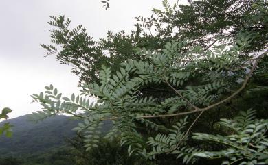 Maackia taiwanensis 臺灣馬鞍樹