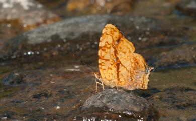 Symbrenthia lilaea formosanus Fruhstorfer, 1908 散紋盛蛺蝶