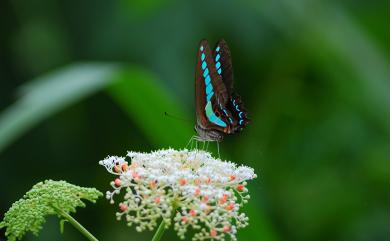 Graphium sarpedon connectens 青鳳蝶