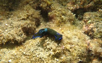 Tambja morosa (Bergh, 1877) 藍紋繡邊多角海牛