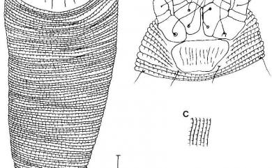 Cecidophyopsis championus Huang, 2001 菊花木擬生節蜱