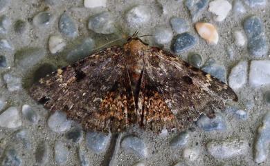 Diomea rotundata Walker, [1858] 1857 海狄裳蛾