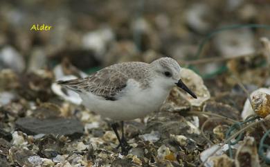 Calidris alba alba (Pallas, 1764) 三趾濱鷸