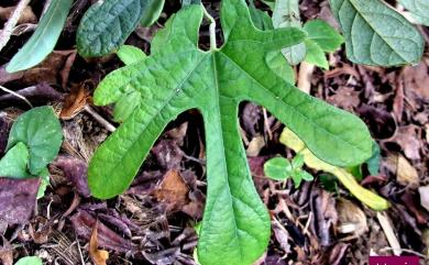Aristolochia cucurbitifolia 瓜葉馬兜鈴