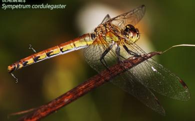 Sympetrum cordulegaster (Selys, 1883) 長尾蜻蜓