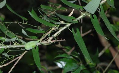 Aristolochia foveolata 蜂窩馬兜鈴