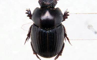 Onthophagus acuticollis Gillet 胸角嗡蜣螂