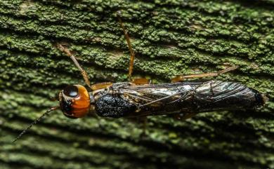 Euxiphydria pseudoruficeps Okutani, 1966 紅頭長頸樹蜂