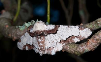 Biston regalis comitata (Warren, 1899) 雙雲突峰尺蛾