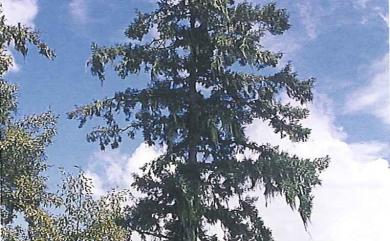 Picea morrisonicola Hayata 臺灣雲杉