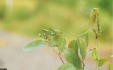 Berchemia arisanensis 阿里山黃鱔藤