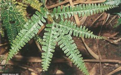 Lindsaea cultrata (Willd.) Sw. 網脈鱗始蕨