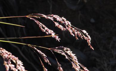 Poa nankoensis 南湖大山早熟禾