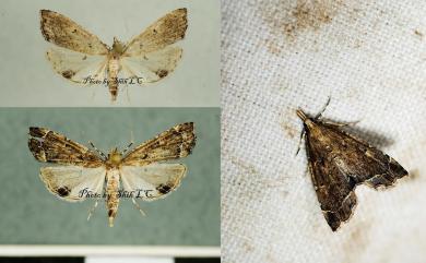 Diplopseustis perieresalis (Walker, 1859) 裂緣野螟