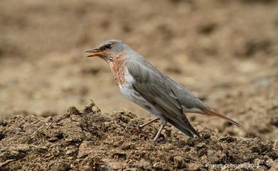 Turdus ruficollis Pallas, 1776 赤頸鶇