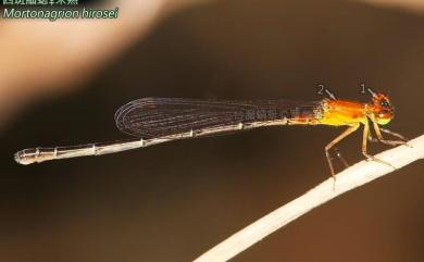 Mortonagrion hirosei (Asahina,1972) 四斑細蟌