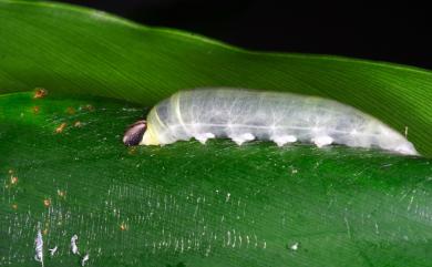 Notocrypta feisthamelii alinkara Fruhstorfer, 1911 連紋袖弄蝶(菲律賓亞種