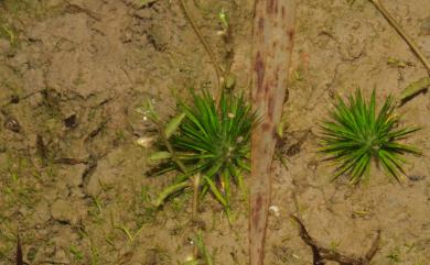 Eriocaulon cinereum R.Br. 小穀精草