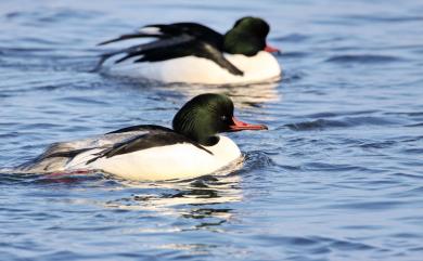 Mergus merganser Linnaeus, 1758 川秋沙