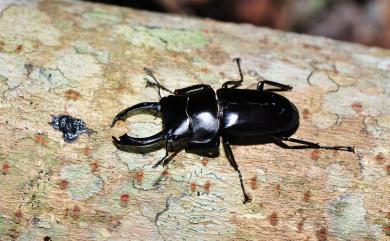 Falcicornis pieli mochizukii (Miwa, 1937) 望月鍬形蟲