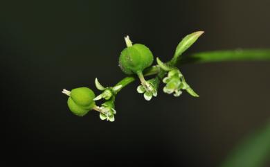 Euphorbia graminea Jacq. 禾葉大戟