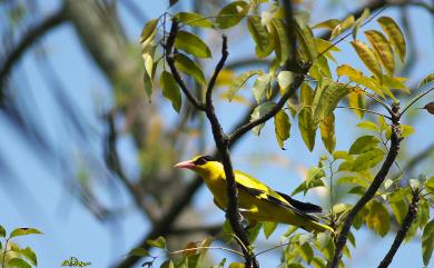 Oriolus chinensis diffusus (Sharpe, 1877) 黃鸝