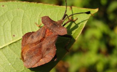 Dalader formosanus Esaki, 1931 臺灣鬚緣椿象