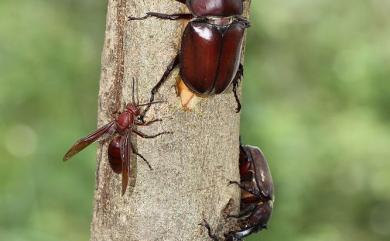 Allomyrina dichotoma tunobosonis (Kono, 1931) 獨角仙