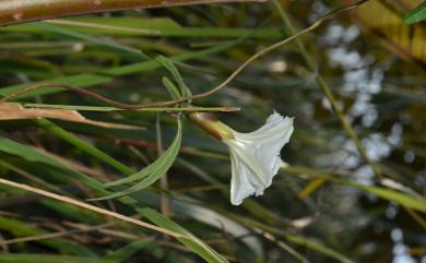 Merremia quinata 掌葉姬旋花